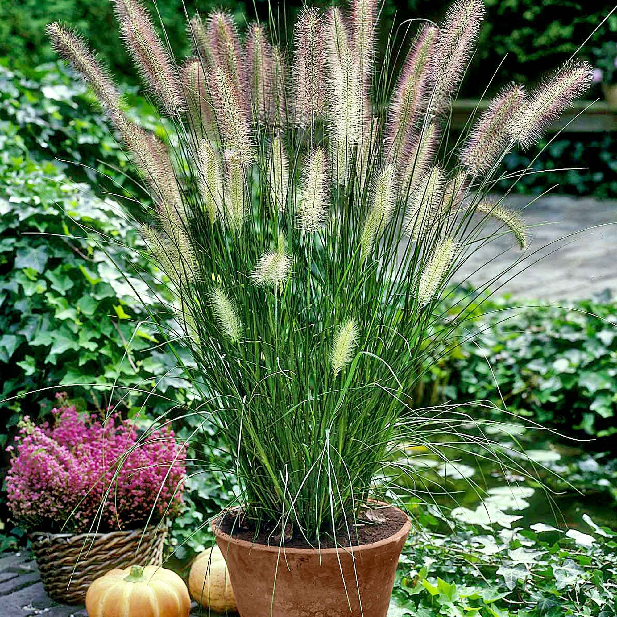 Bakker Herbe aux écouvillons Hameln graminée 3 pots 9cm