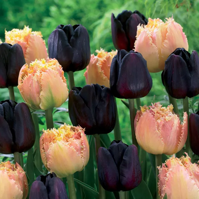 Bakker Tulipes Esprit Paul Scherer bulbes sachet 10 mélange