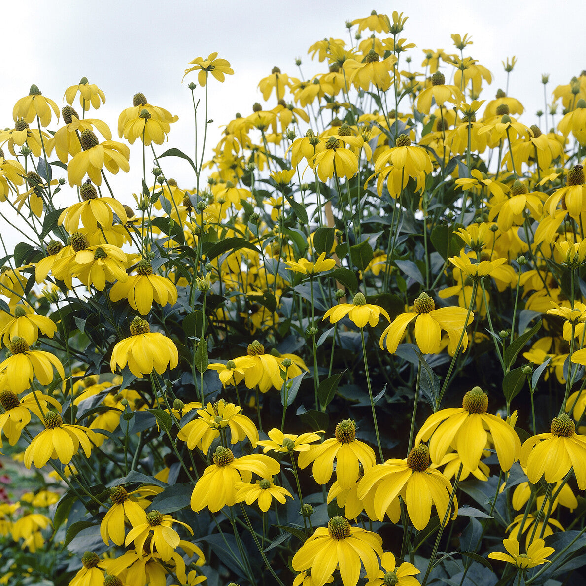 Bakker Herbstsonne rudbeckia jaune pot 9cm 150cm