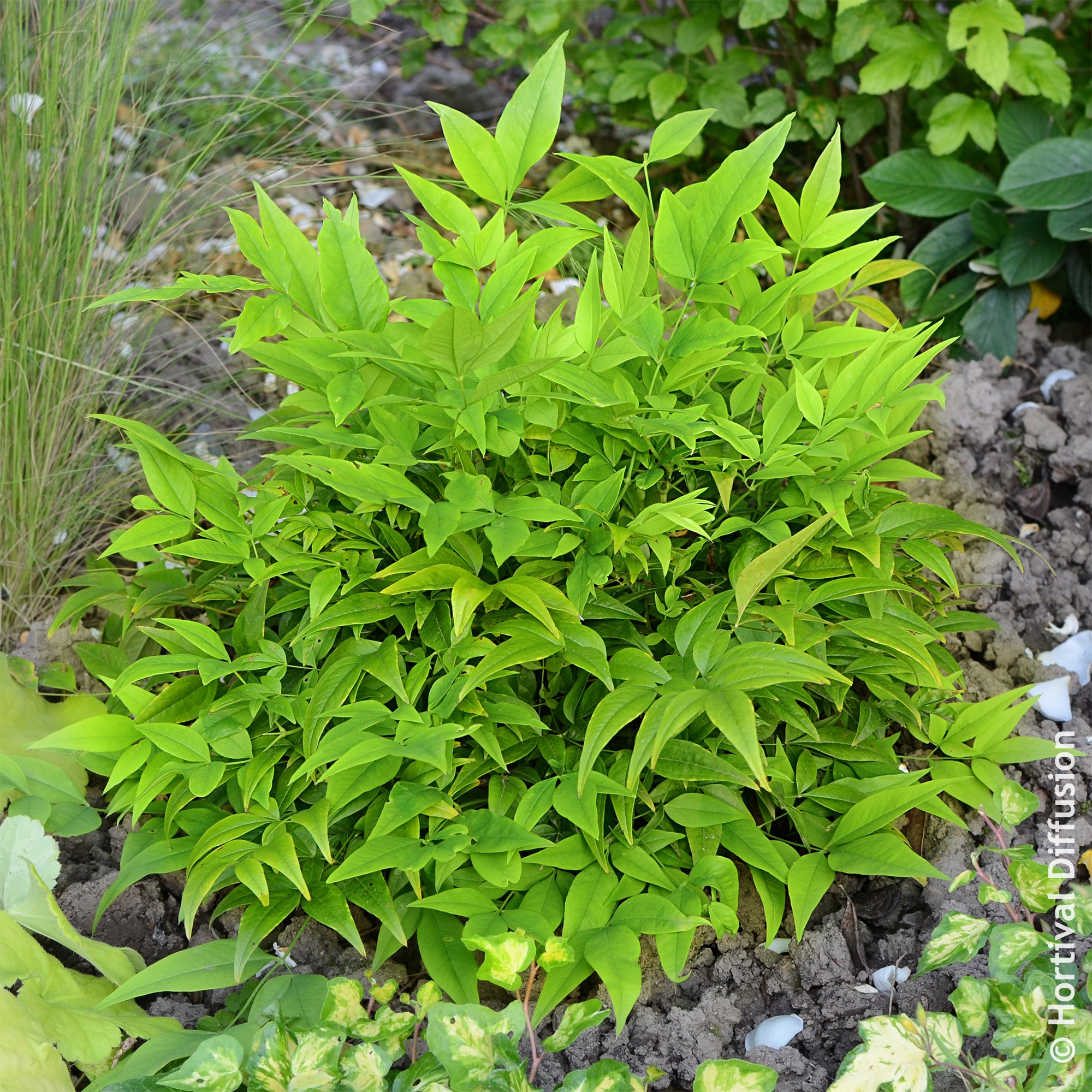 Bakker Nandina Magical Lemon Lime arbuste pot Ø 9cm