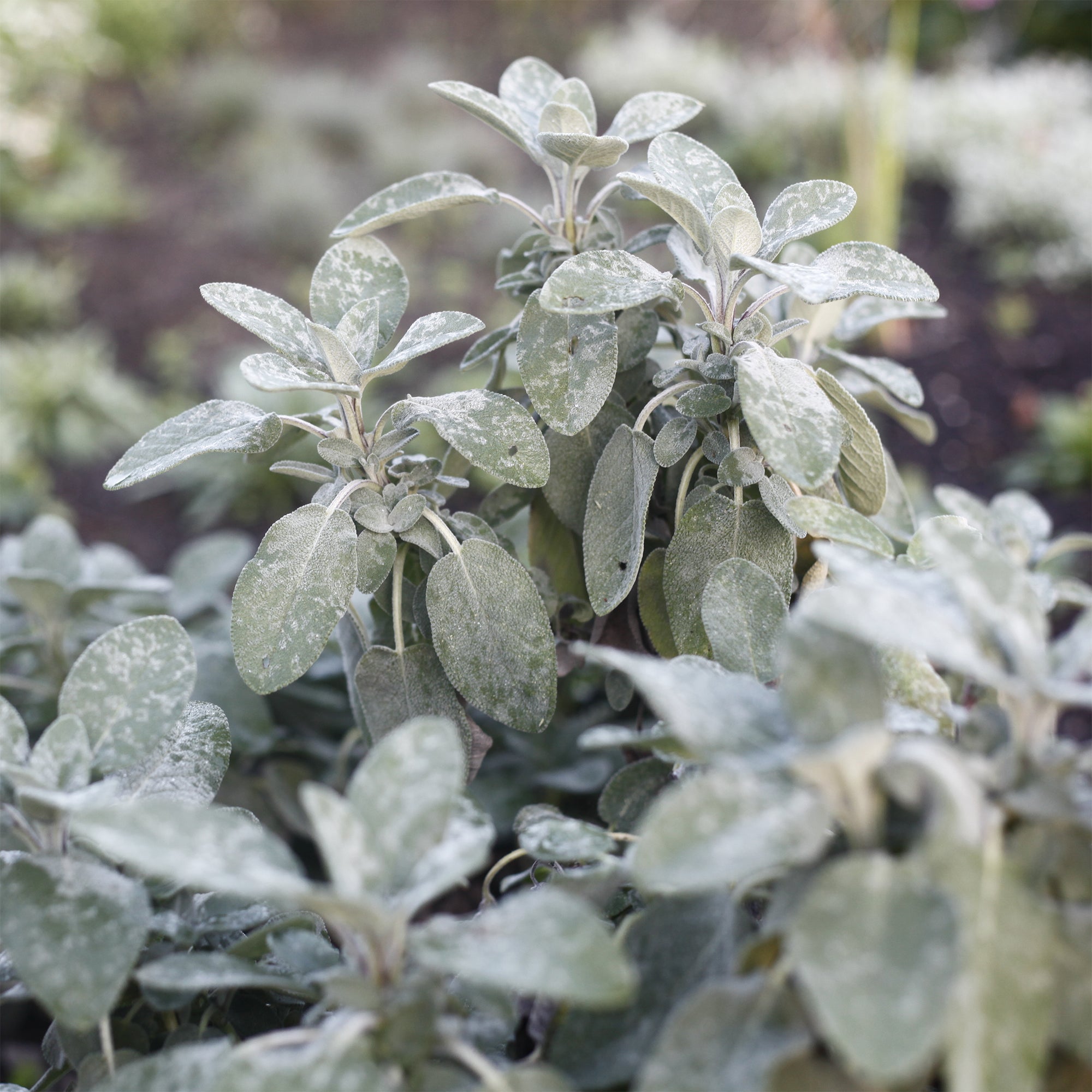 Bakker Plantes vivaces Sauge Berggarten aromatique pot Ø9cm