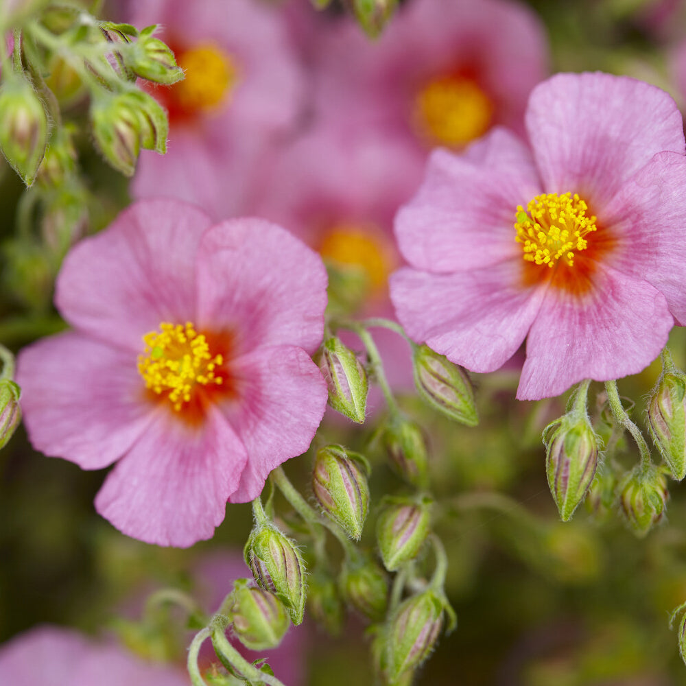 Bakker Plantes vivaces Hélianthème Lawrenson's Pink pot 9 cm