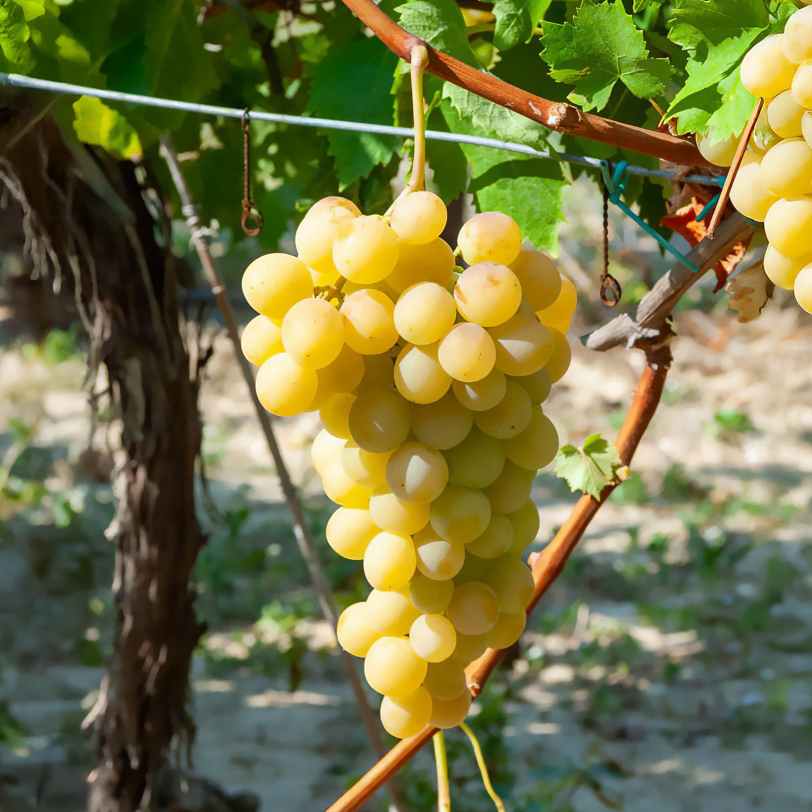 Bakker Vigne Italia raisin muscat motte 2 ans doré