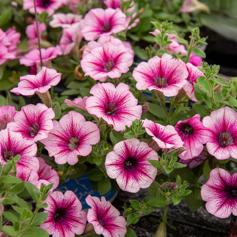 Bakker Pétunias retombants roses pétunia 3 pots Ø10,5 cm