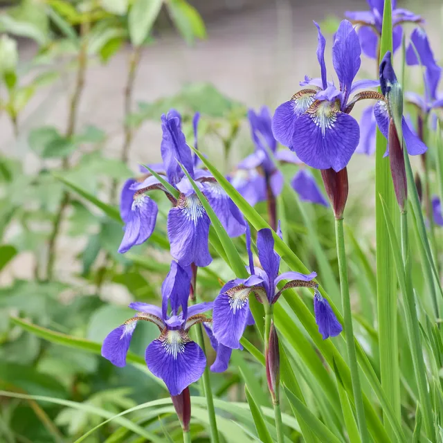 Bakker Iris de Sibérie Iris sibirica plante vivace pot 9cm