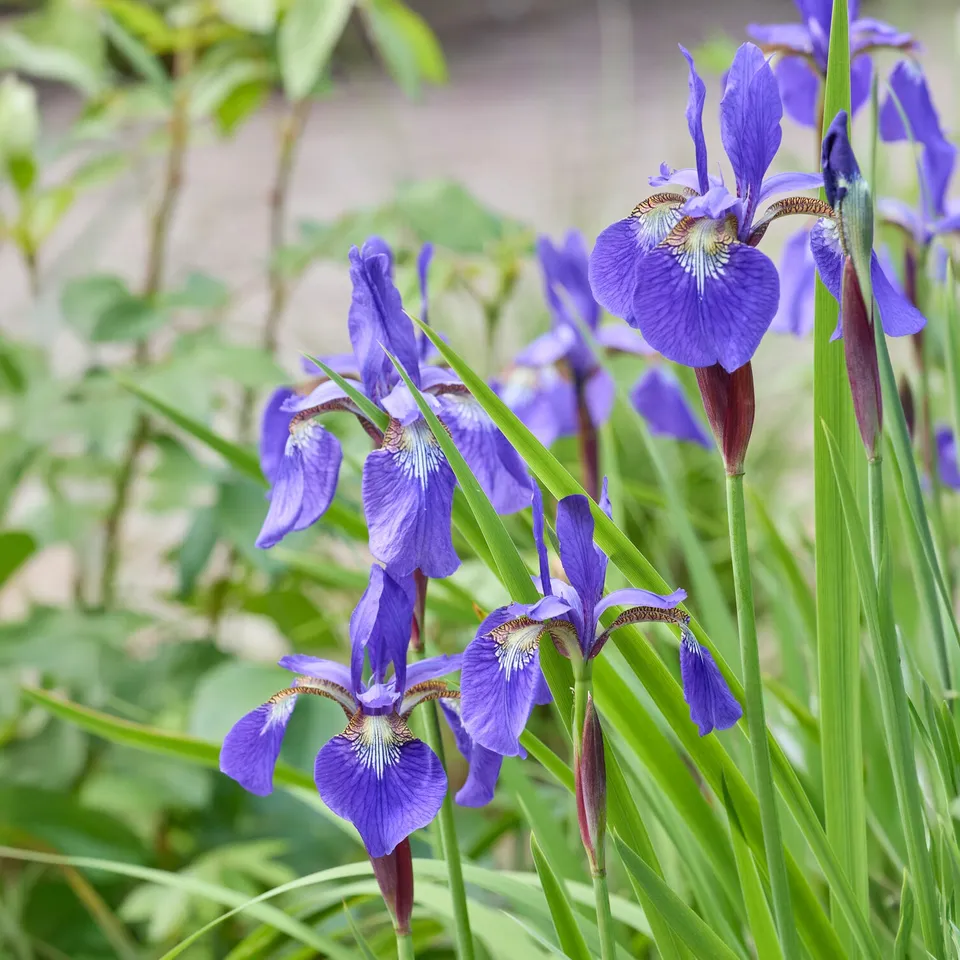 Bakker Iris de Sibérie Iris sibirica plante vivace pot 9cm