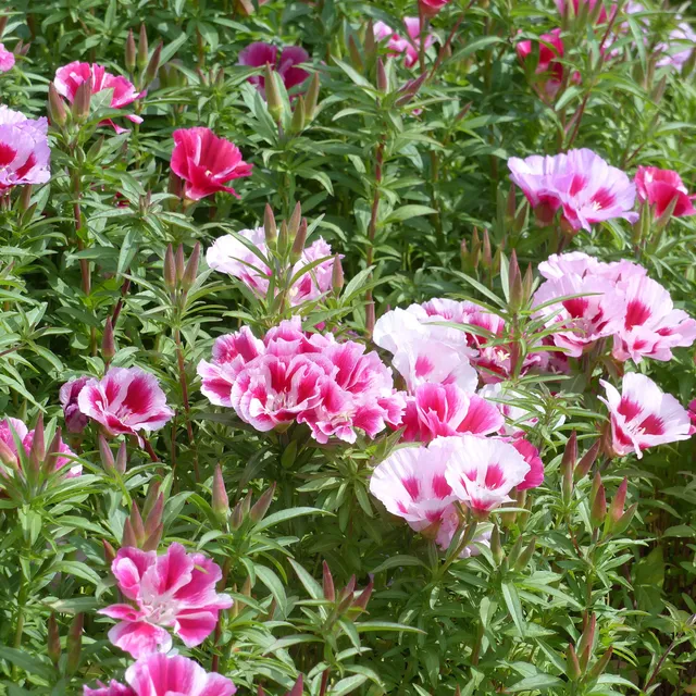 Bakker Godetia azalée mélange sachet 1g 1900 graines