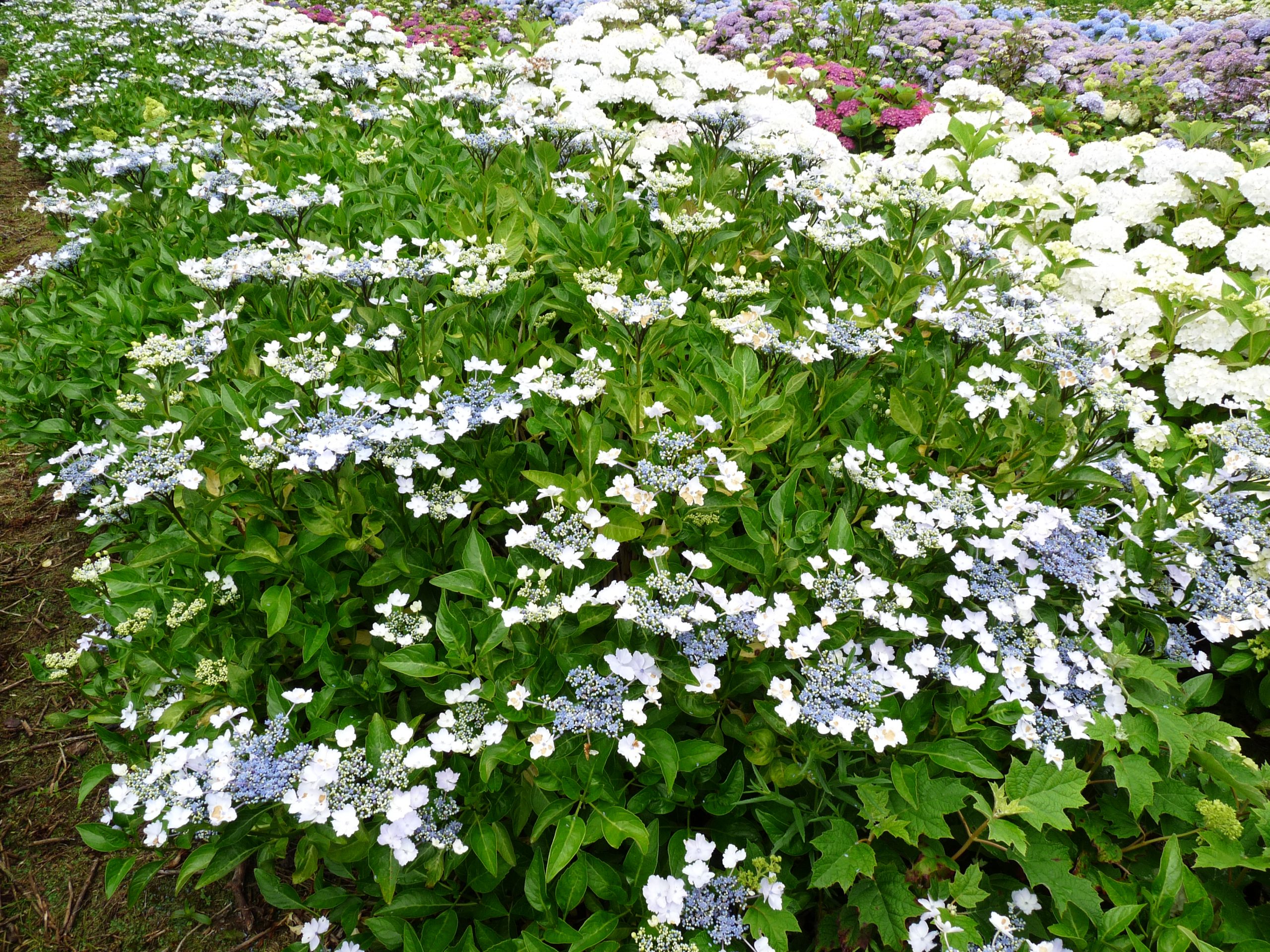 Les Hortensias du Haut Bois Mikamba hortensia plat fleurs plates