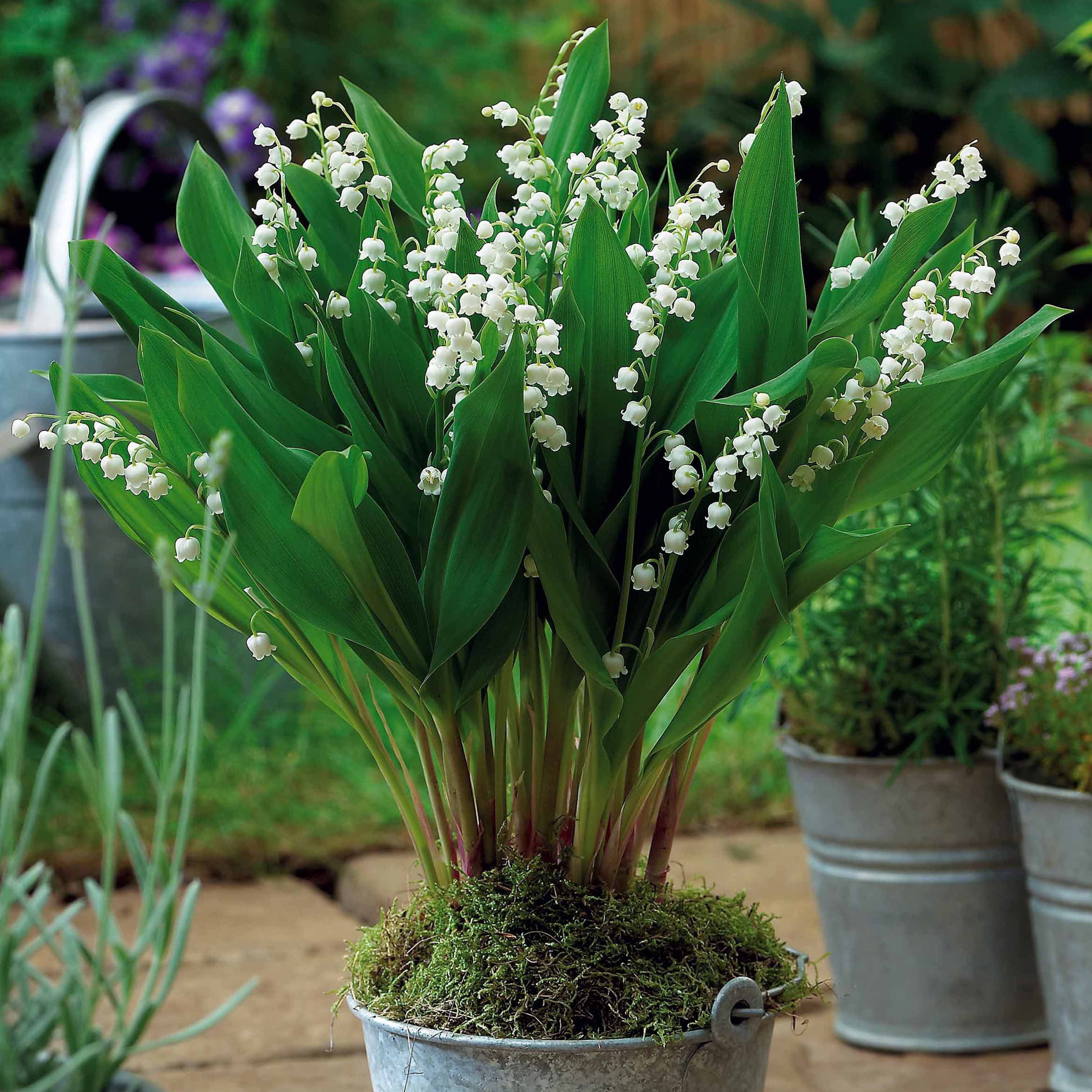 Bakker Muguet géant Bordeaux plante vivace 5 griffes parfum