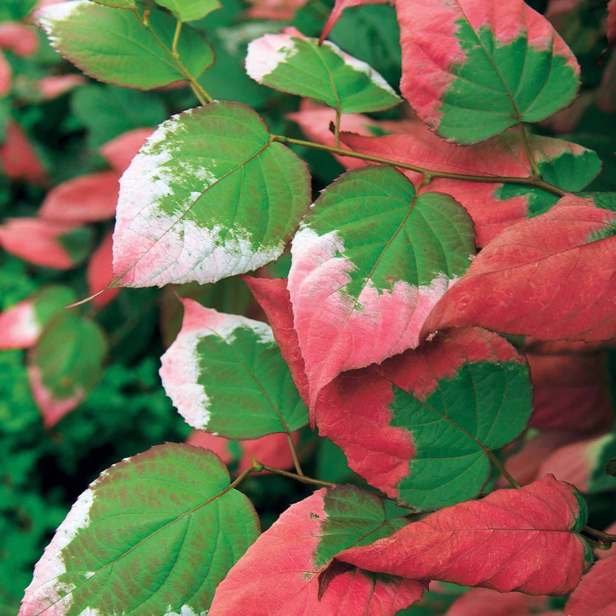 Bakker Kiwi panaché Actinidia 1.5L 40-50cm grimpante