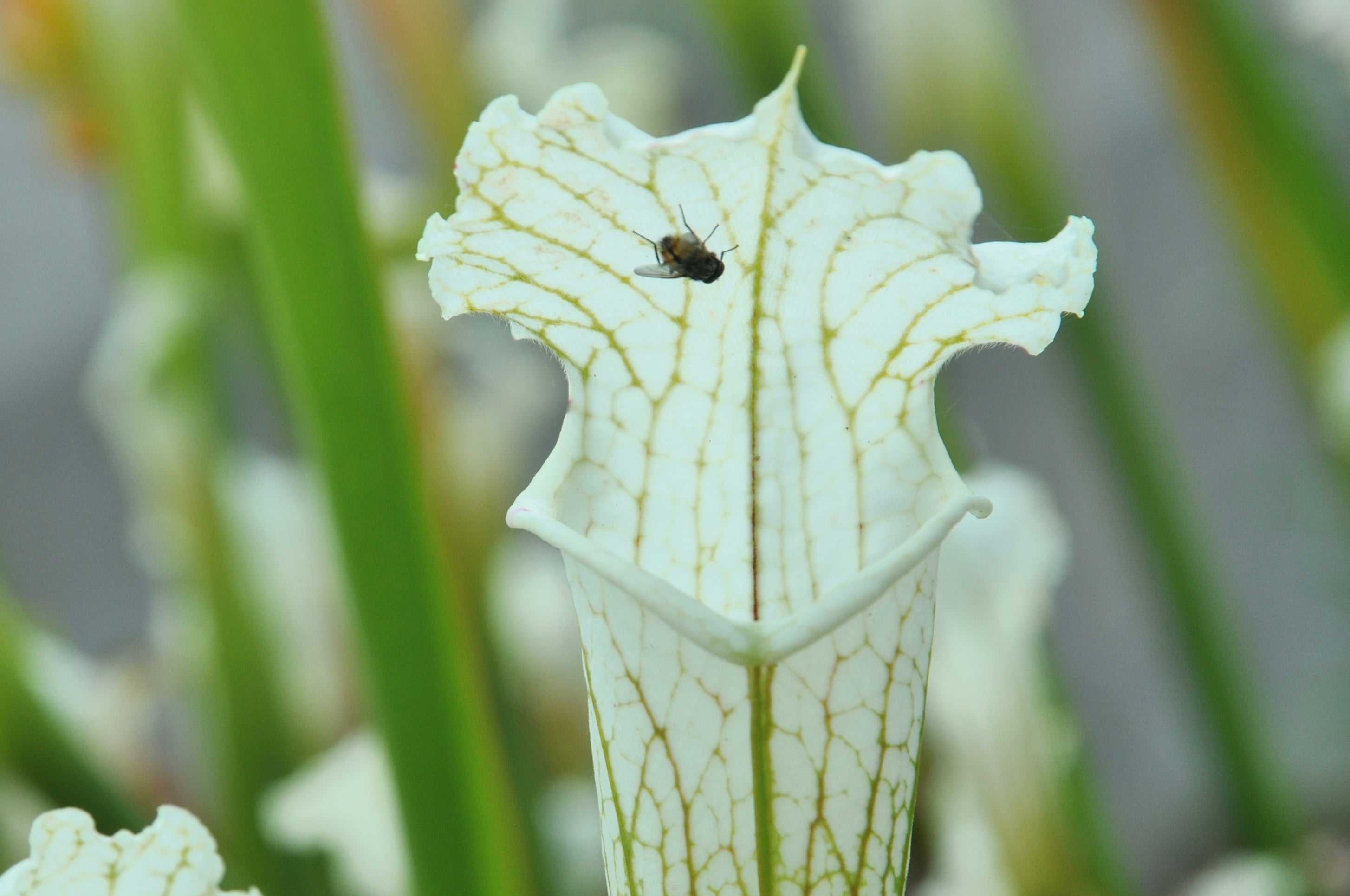 Carniflore Sarracenia leucophylla Schnell's Ghost pot 11cm
