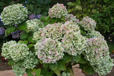 Les Hortensias du Haut Bois Hopaline hortensia boule rose godet