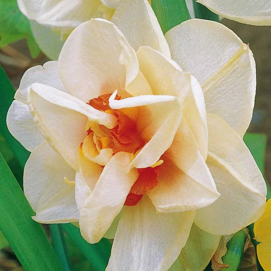 Bakker 10 Narcisses Acropolis bulbes 10 bulbes blanc