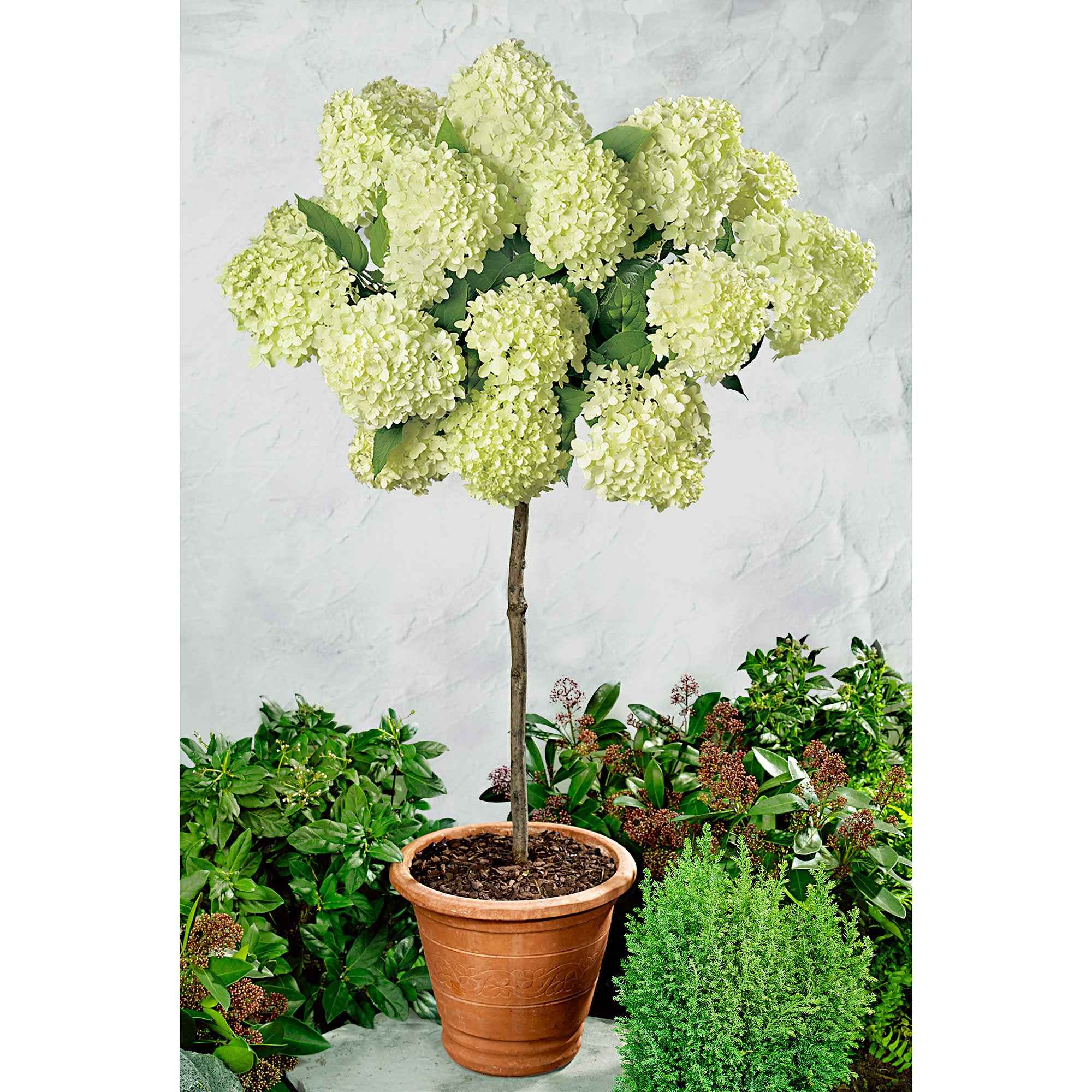 Bakker Limelight hortensia sur tige pot 3L vert citron