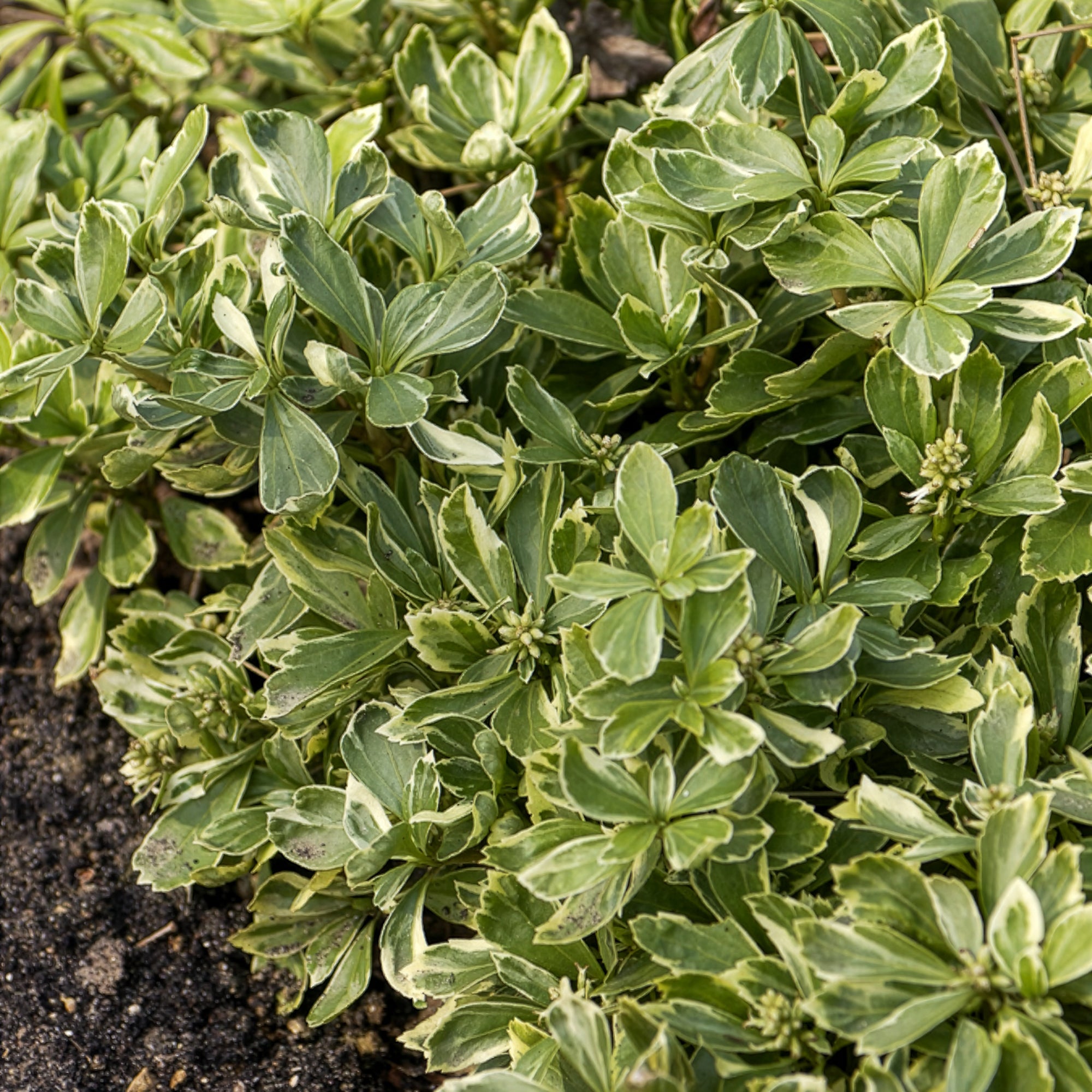 Bakker Plantes d'extérieur Pachysandre Japon panaché pot Ø 9cm