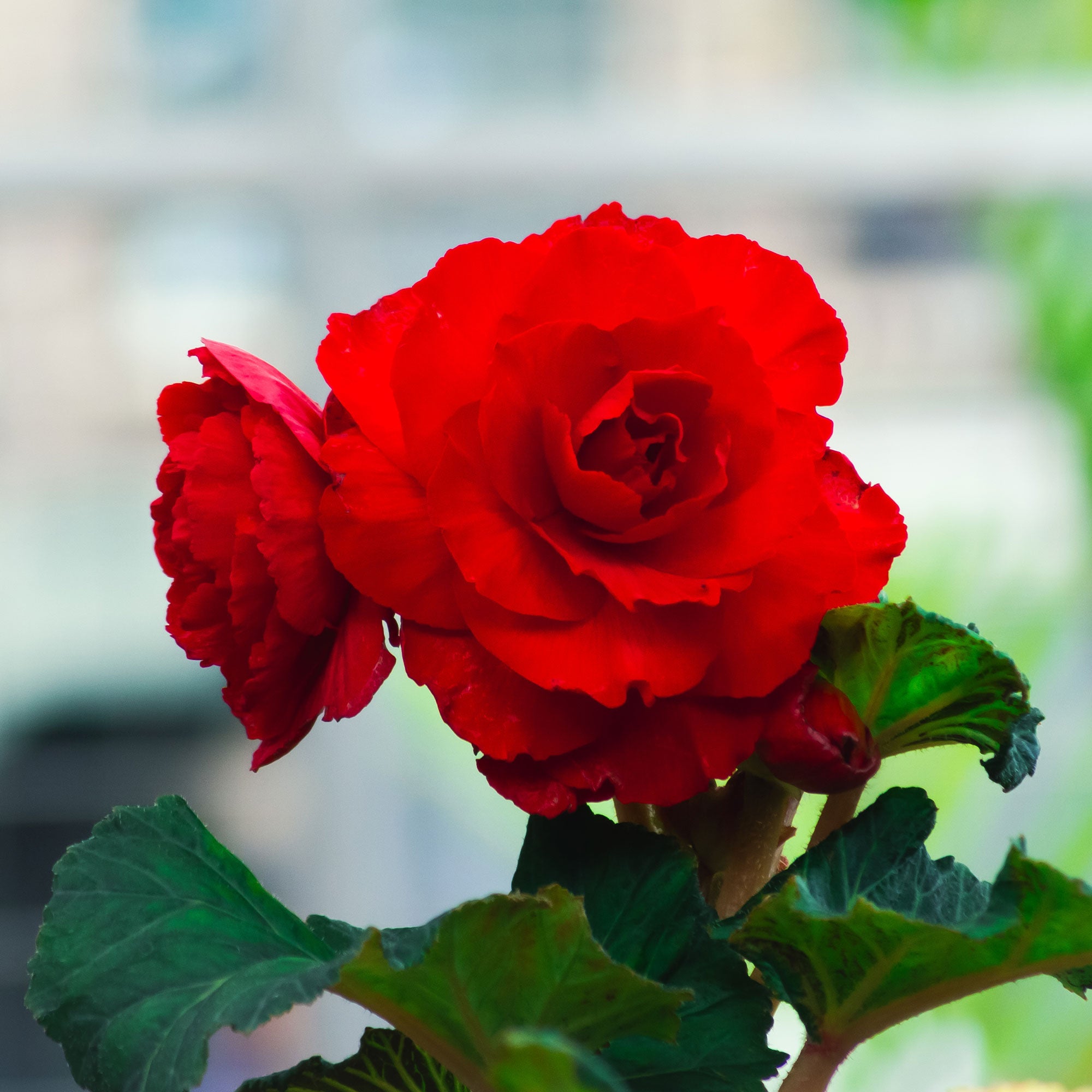 Bakker Bégonia grandes fleurs rouges plante terrasse pot Ø10,5cm