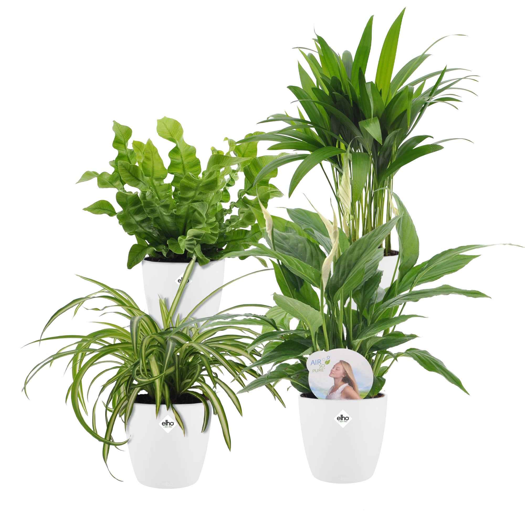 Bakker Plantes d'intérieur Collection dépolluantes 8 pots blancs faciles