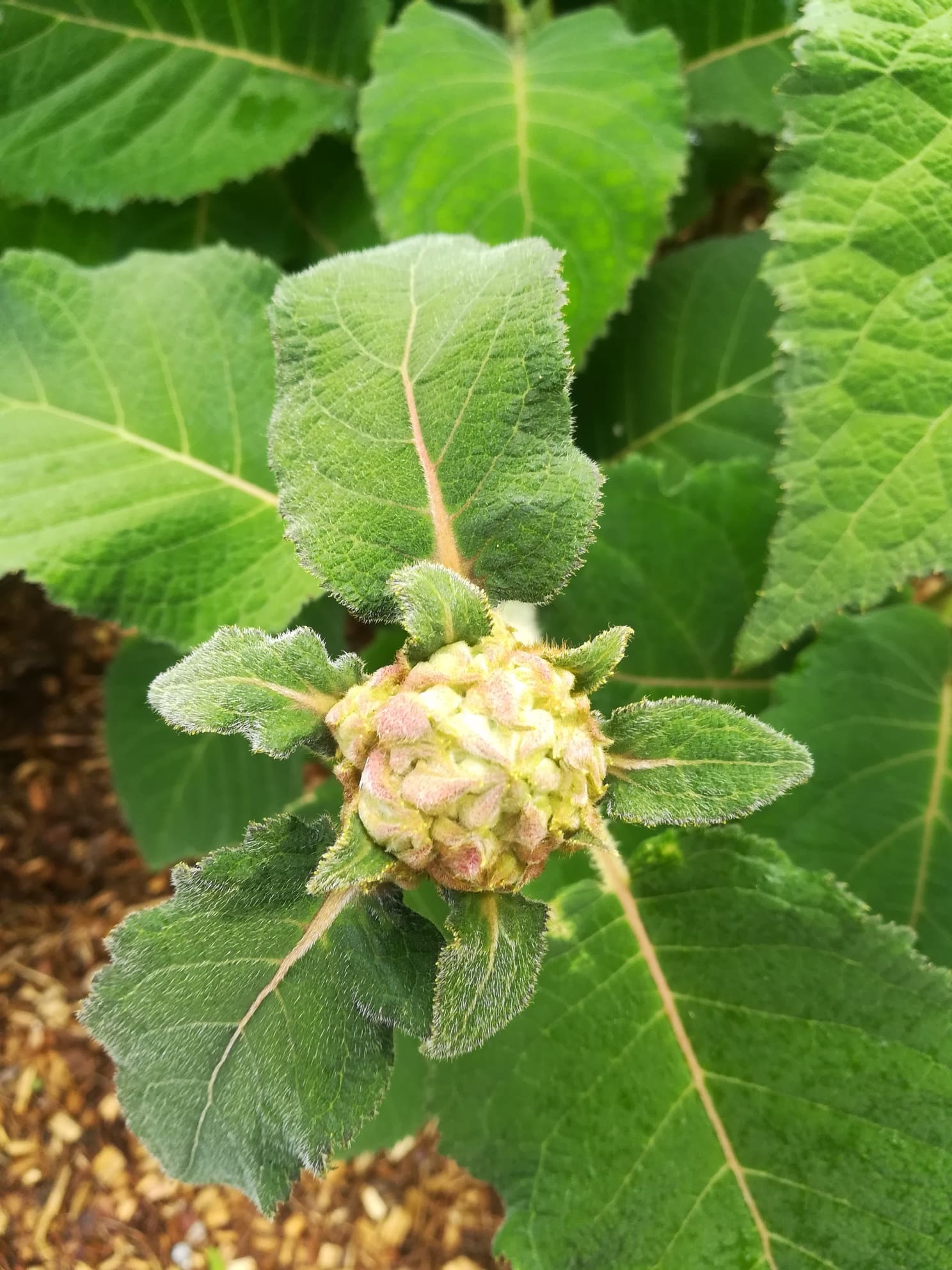 Les Hortensias du Haut Bois Sargentiana hortensia aspera godet