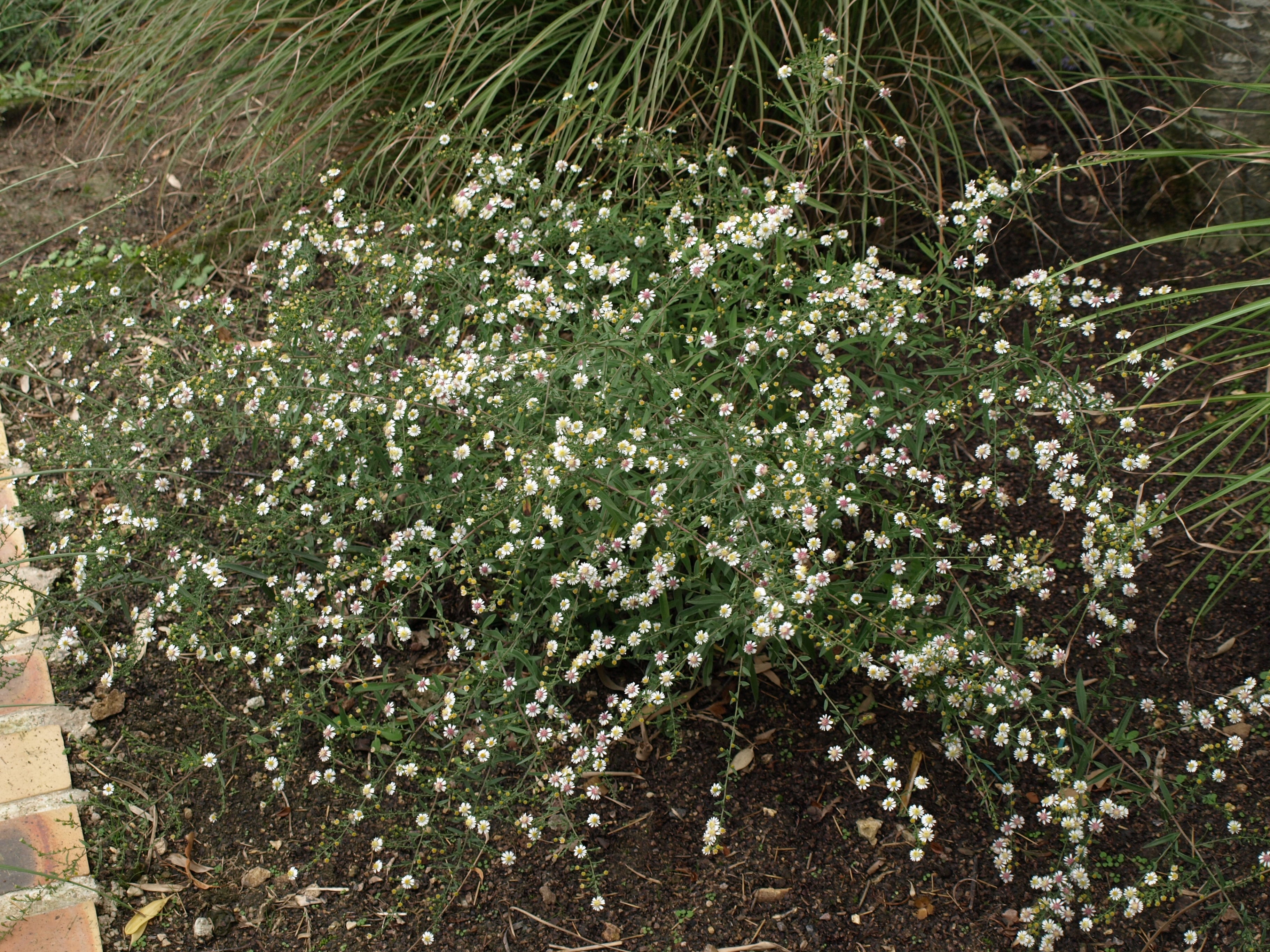 Passion Vivaces Aster Bleke Bet lateriflorus godet blanc