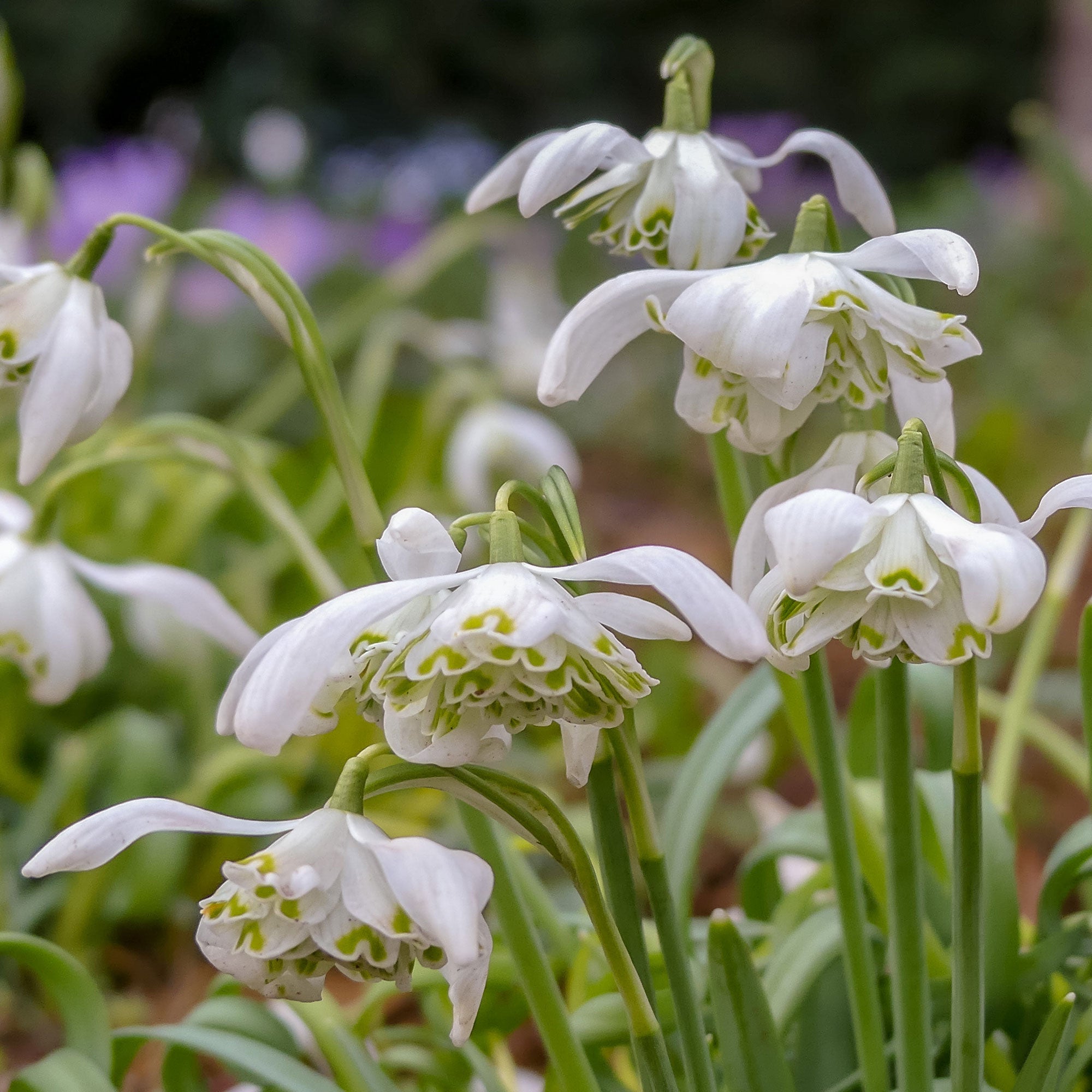 Bakker Bulbes à fleurs 10 Perce-neige double bulbes blanc