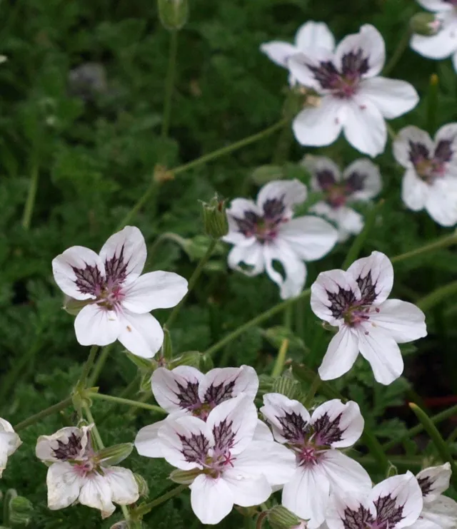 Passion Vivaces Erodium Stéphanie vivace pot 1 L fleurs blanches