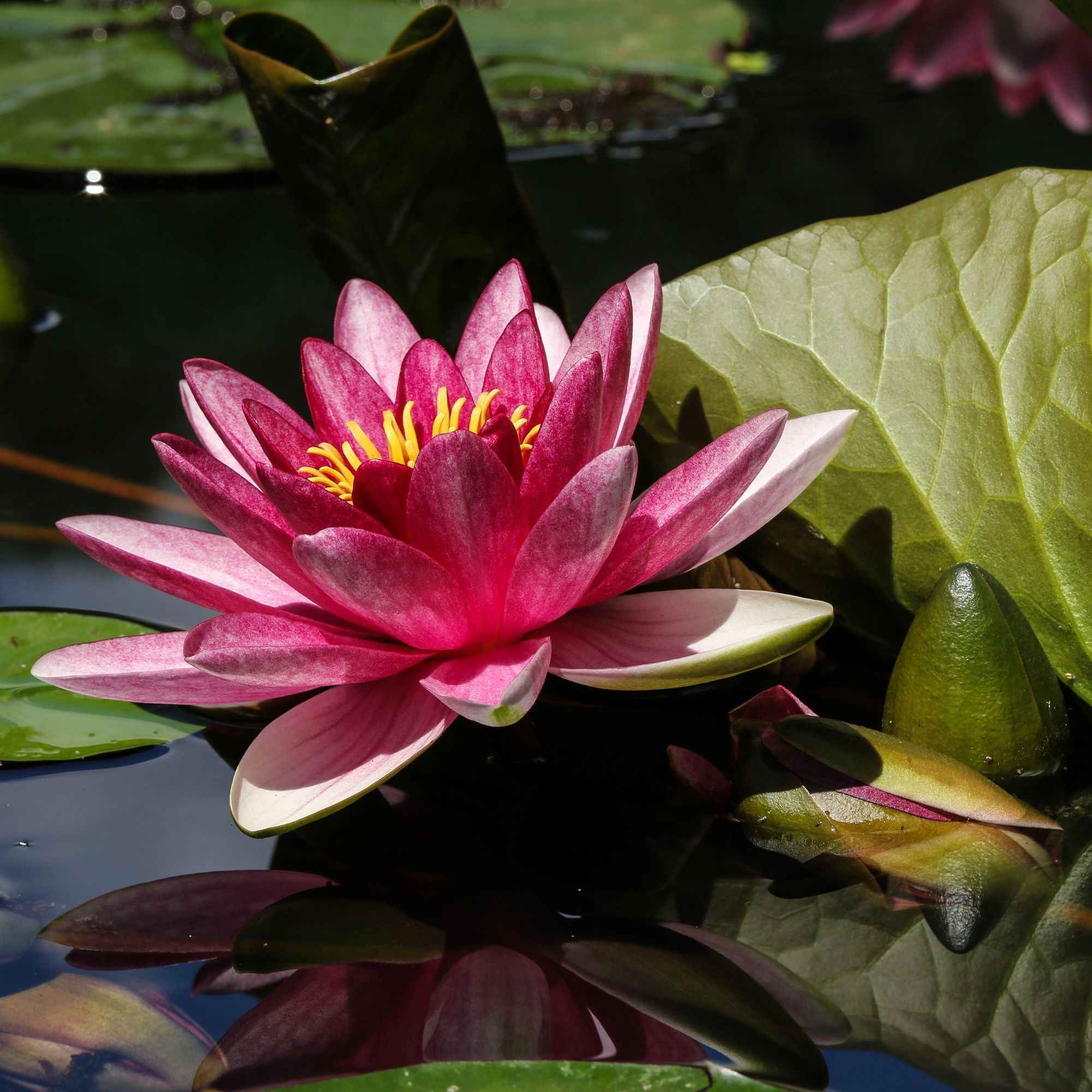 Bakker Nénuphar James Brydon plante de bassin pot Ø 11 cm rose