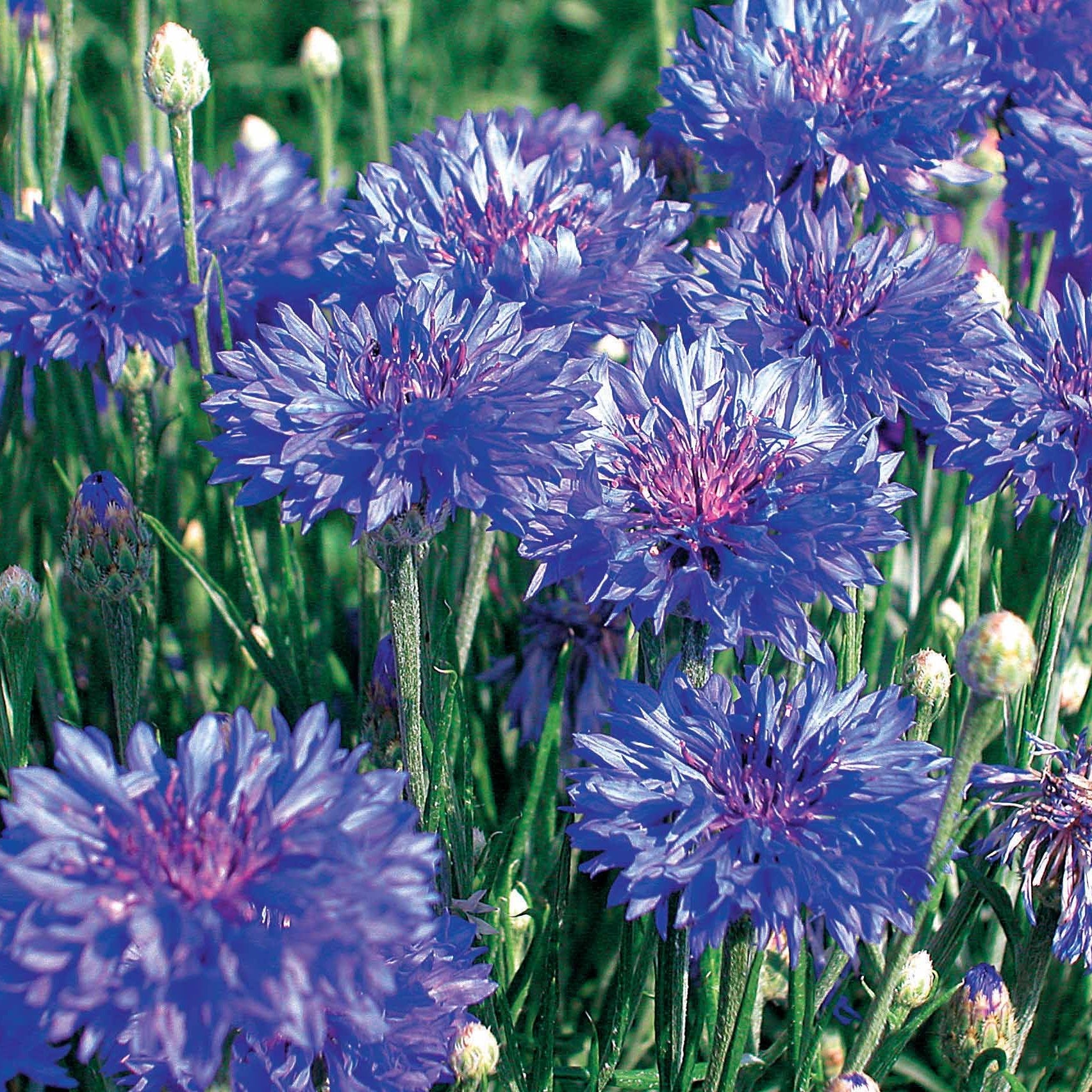Bakker Collection graines fleurs à couper 5 sachets mélange