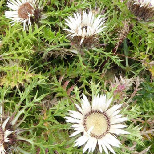 Bakker Carline acaule plante vivace pot 9cm fleur argentée