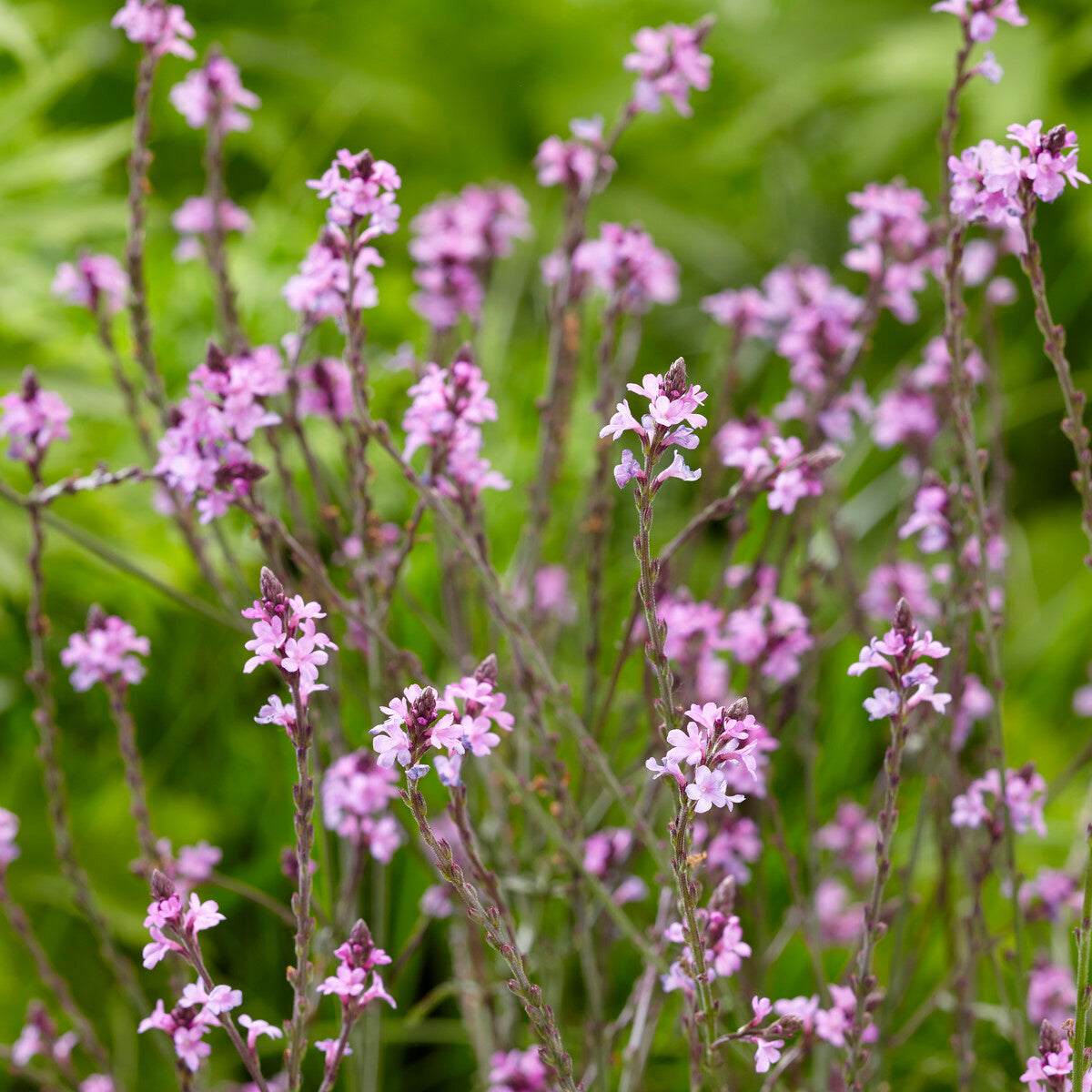 Bakker Verveine officinale Bampton violette pot 8cm