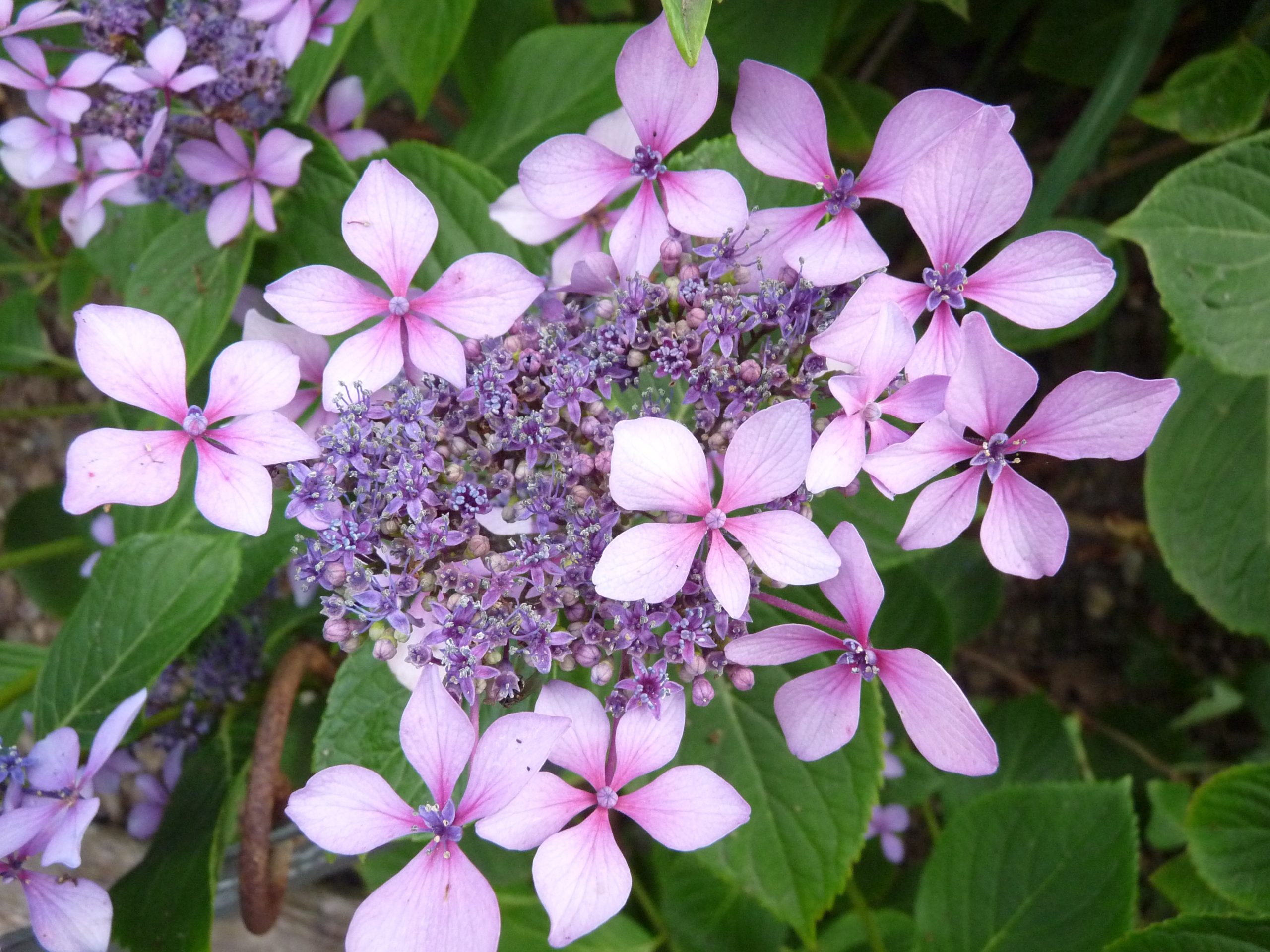 Les Hortensias du Haut Bois Claudie hortensia macrophylla godet