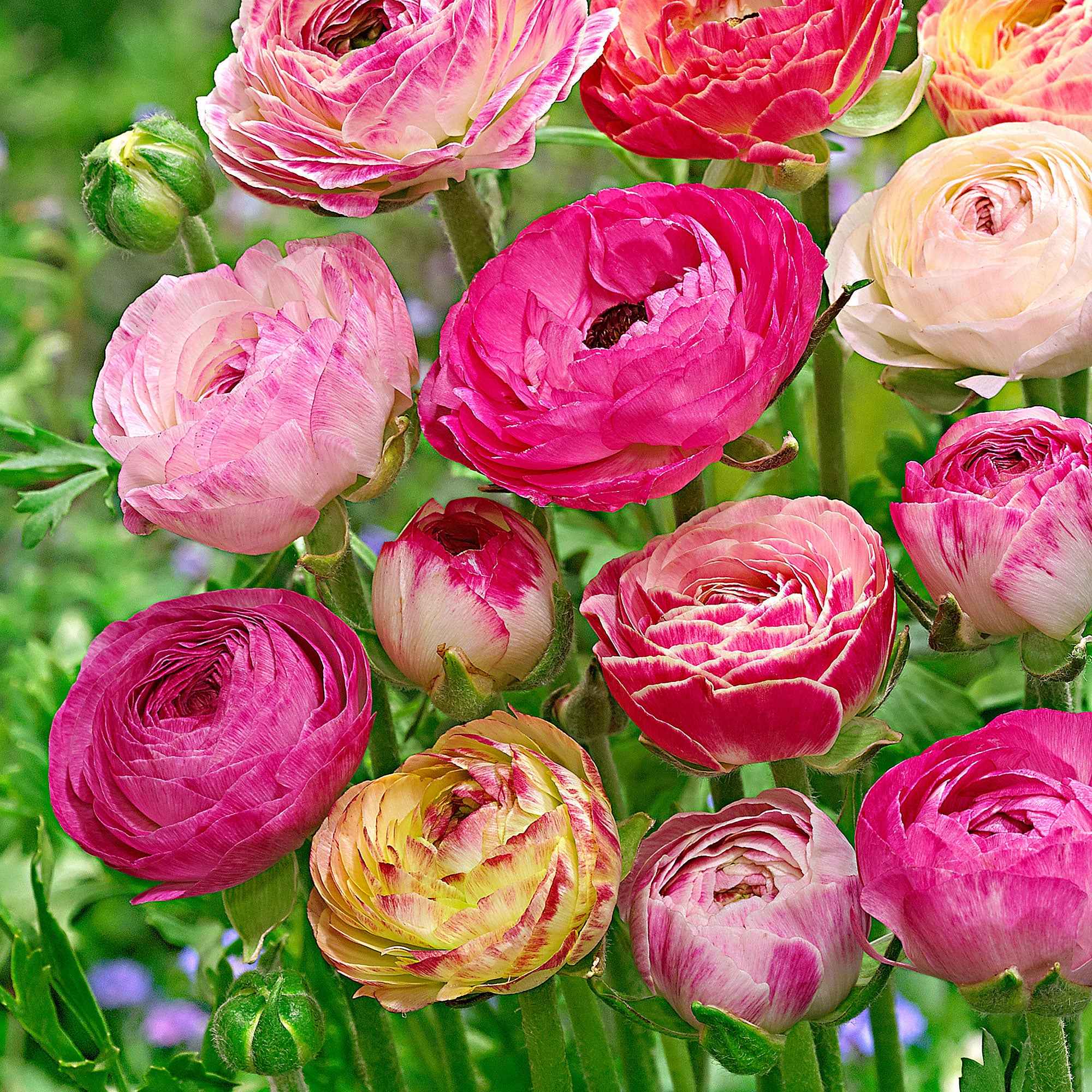 Bakker Renoncules Peony Blend bulbes sachet 15 effet pivoine
