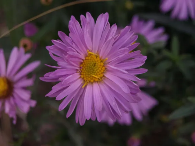 Passion Vivaces Aster Jugendstihl plante de jardin godet rose