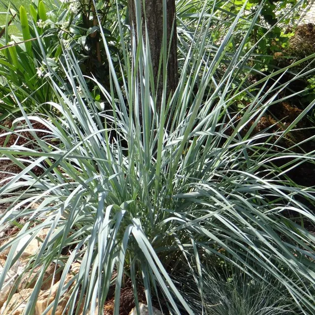 Bakker Elymus Magellanicus graminée pot 8cm bleu argenté