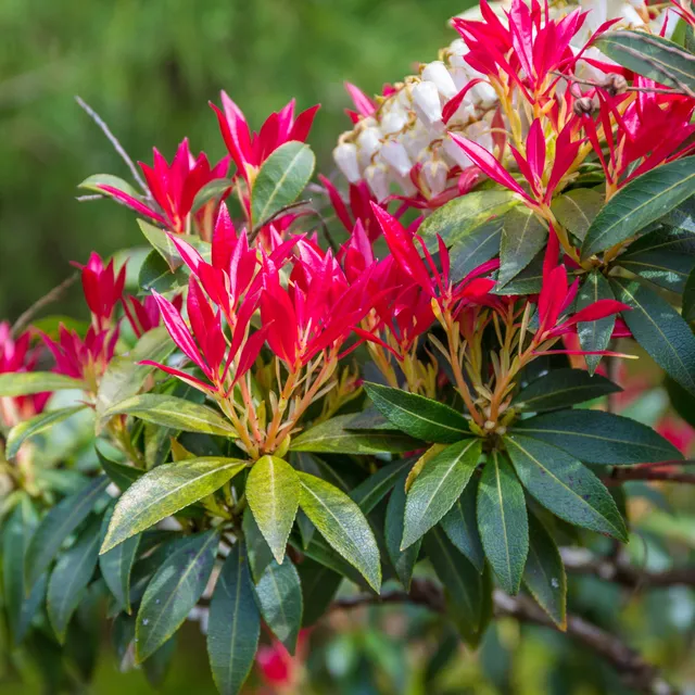Bakker Pieris Forest Flame arbuste pot 2L rouge blanc