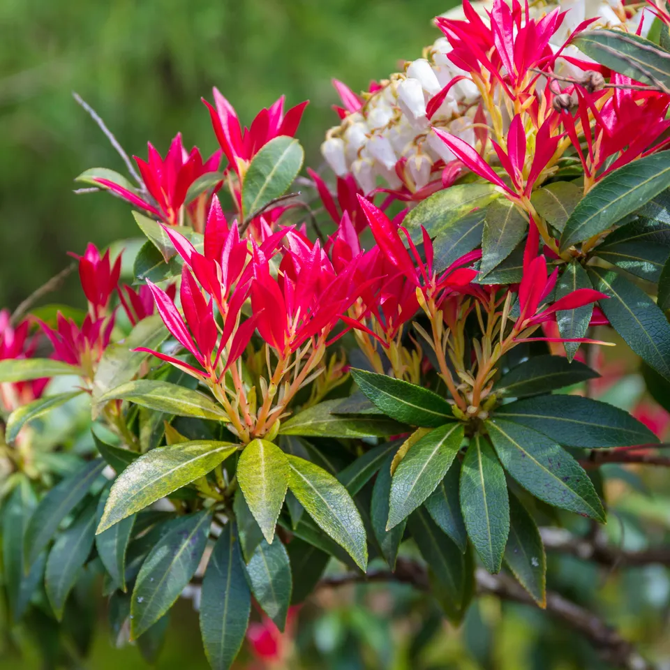Bakker Pieris Forest Flame arbuste pot 2L rouge blanc