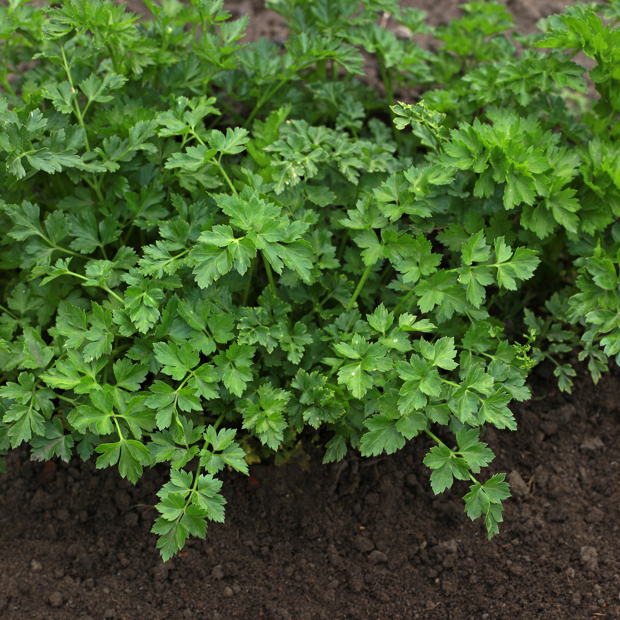 Bakker Persil commun plant aromatique pot Ø13cm feuille plate