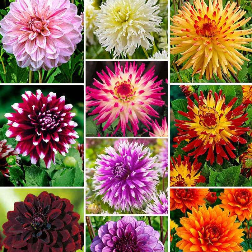 Bakker Dahlias The Ten mélange bulbes 10 bulbes à couper