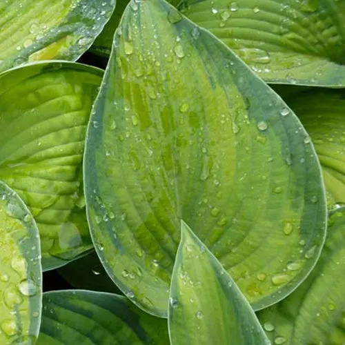 Bakker Plantes vivaces Hosta Bright Lights pot Ø 9cm ombre