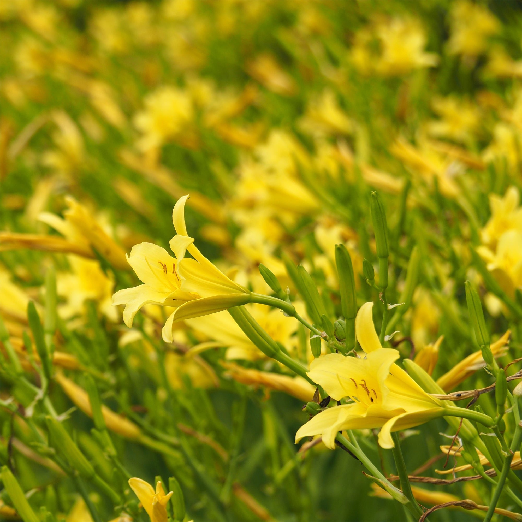 Bakker Hémérocalle citrina vivace pot 9cm jaune