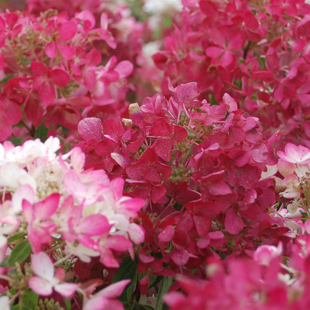 Bakker Hortensia Diamant Rouge Rendia pot 1,3L fuchsia