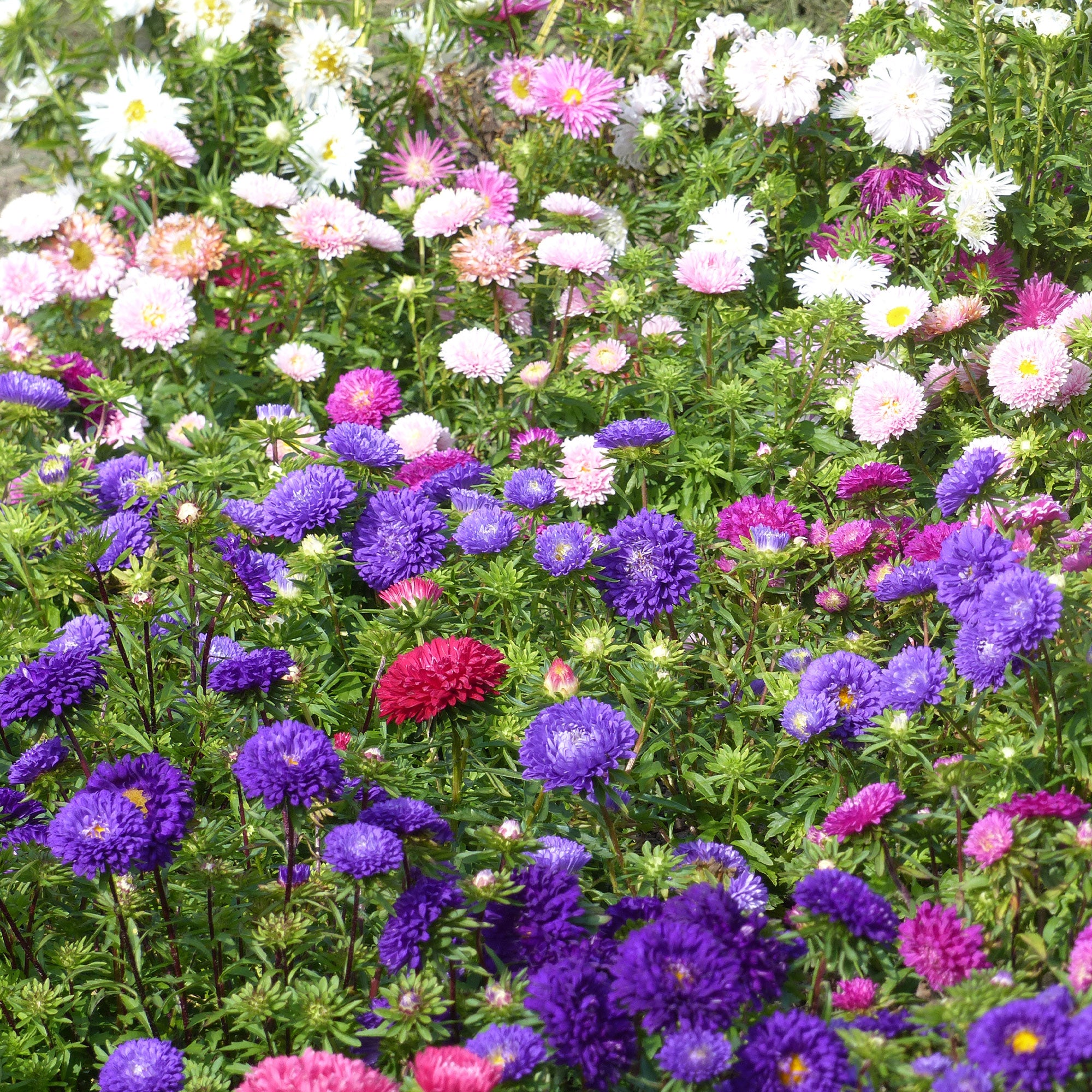 Bakker Reine-marguerite chrysanthème fleur sachet 1 g 450 graines