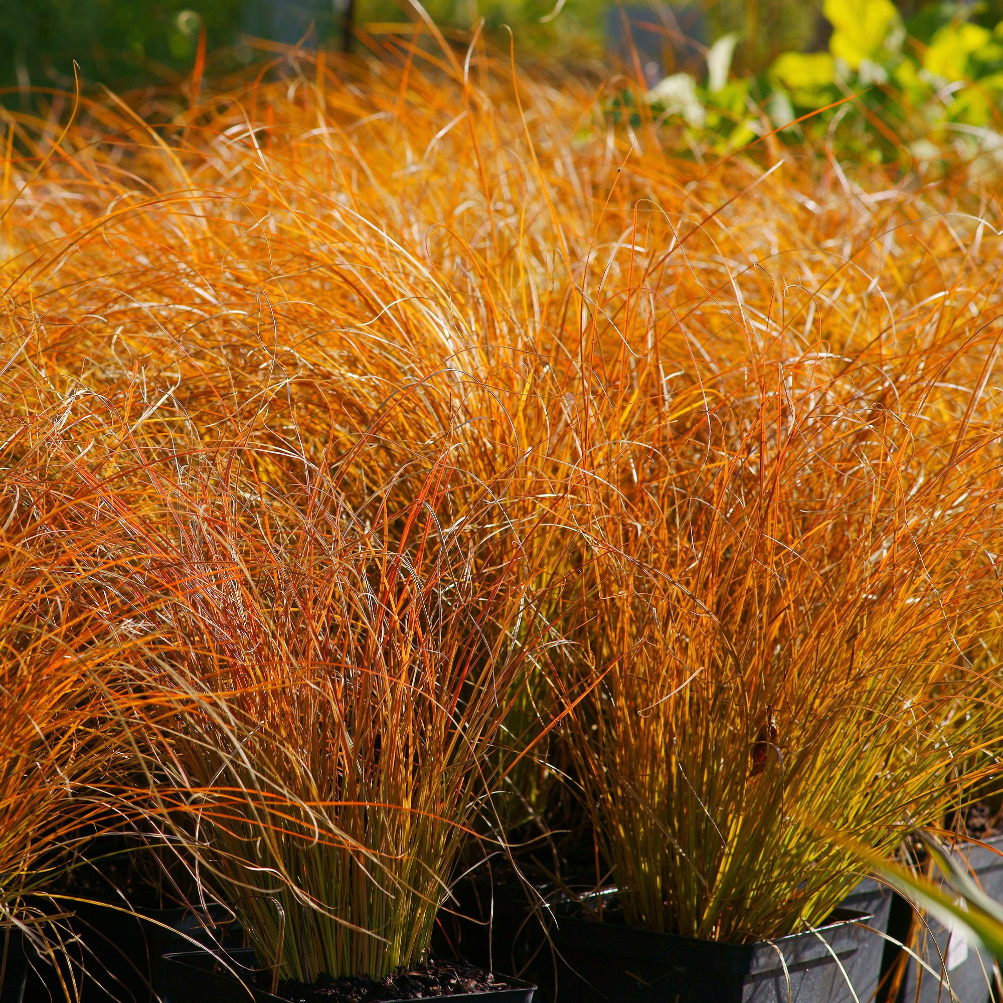 Bakker Prairie Fire laîche orange graminée pot 9cm