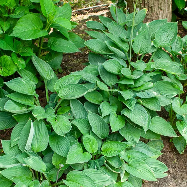Bakker Vivaces Hosta sieboldiana Elegans plante pot 9cm bleu