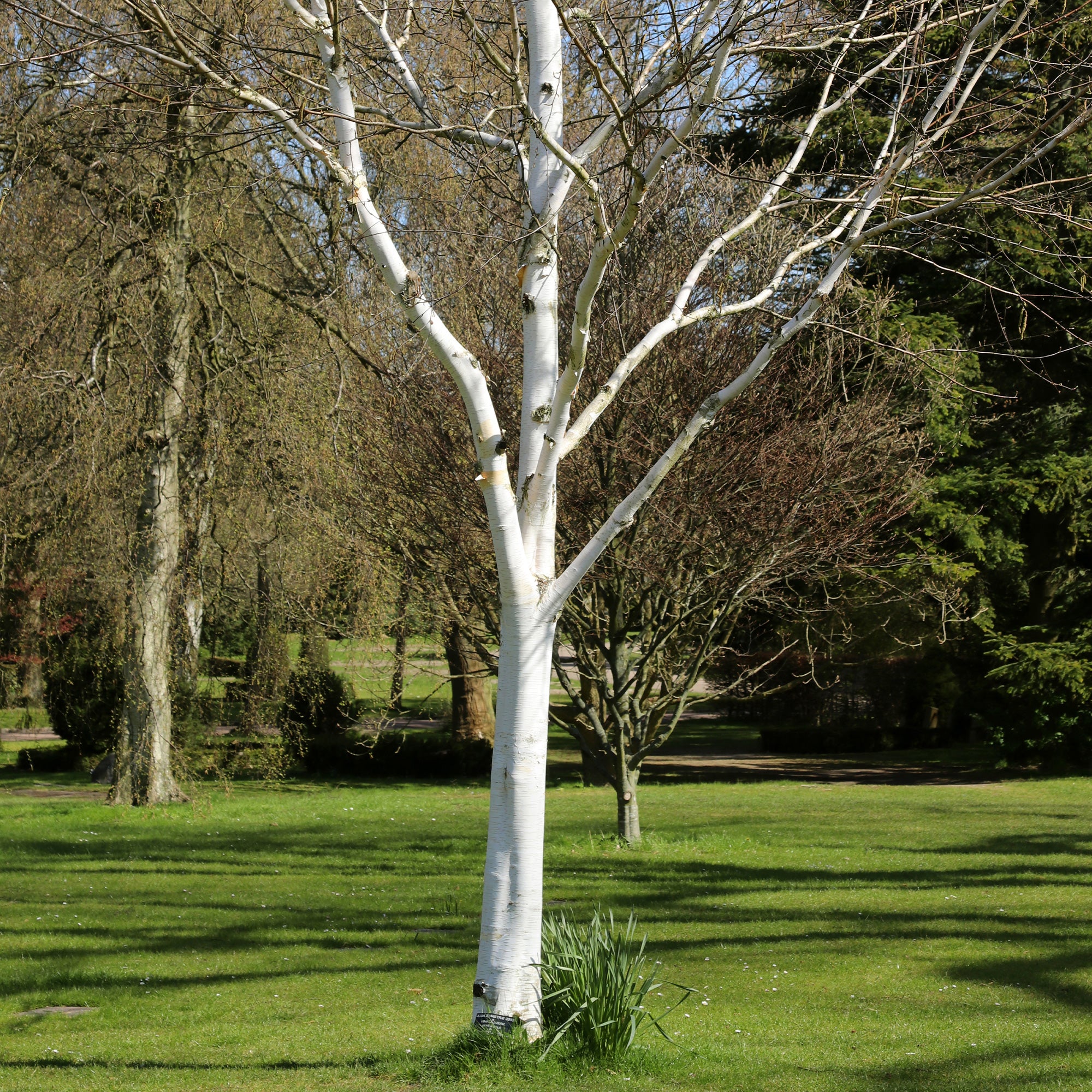Bakker Bouleau de l’Himalaya pot 3L 80-100cm écorce blanche