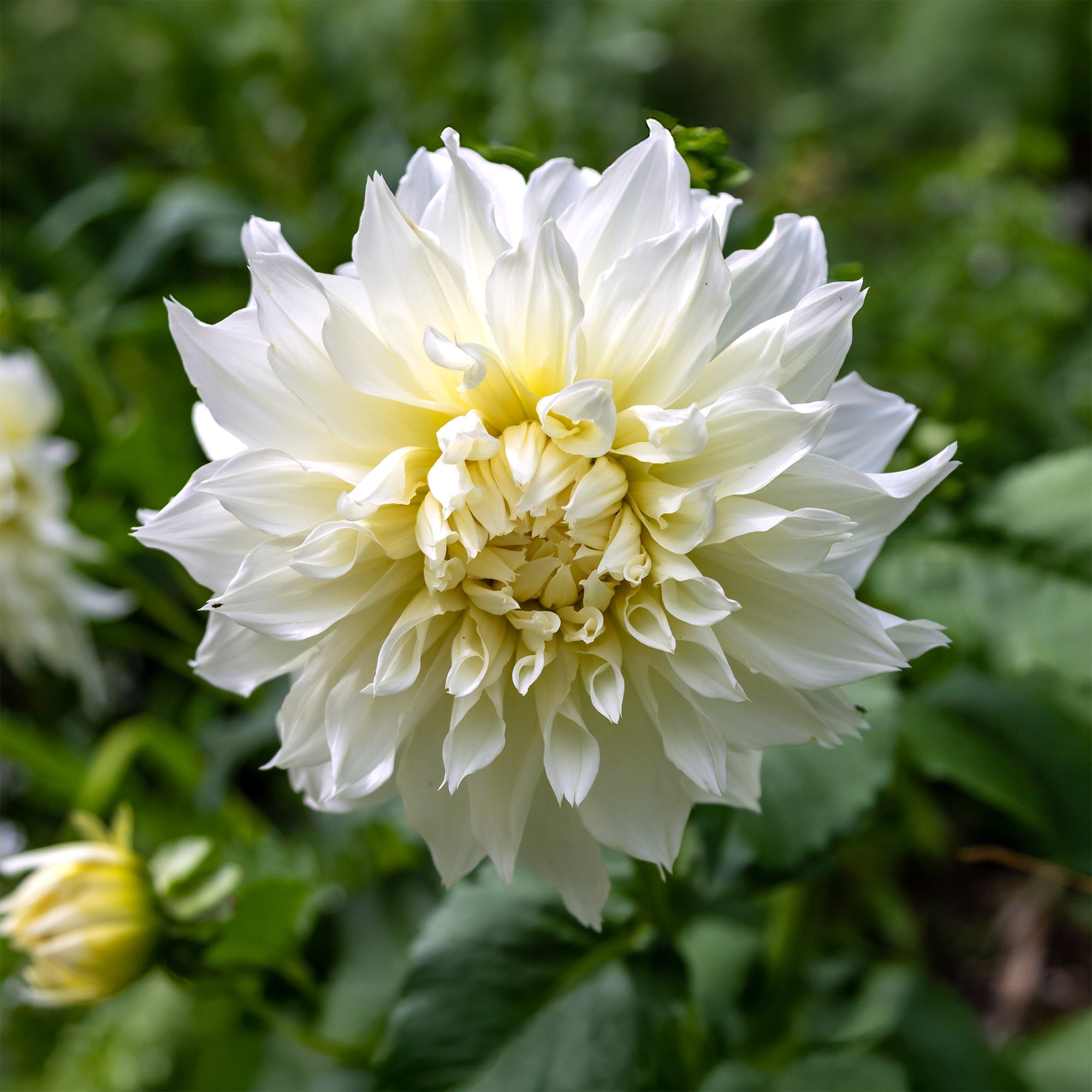 Bakker Dahlia Fleurel bulbe fleur sachet 3 géant blanc