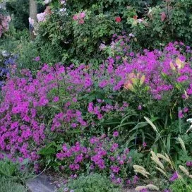 Passion Vivaces Geranium Patricia plante vivace pot 1L magenta