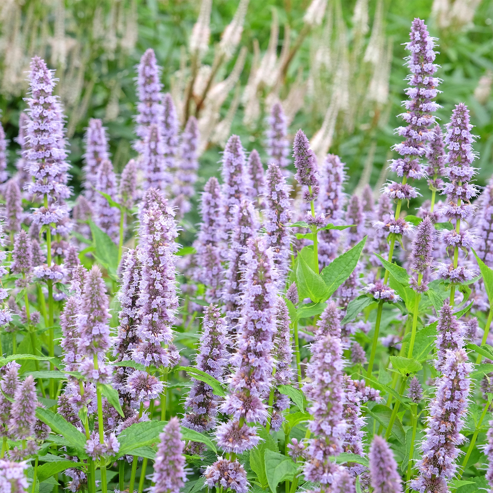 Bakker Agastache Blue Fortune plante vivace pot Ø9cm lot de 2 violet