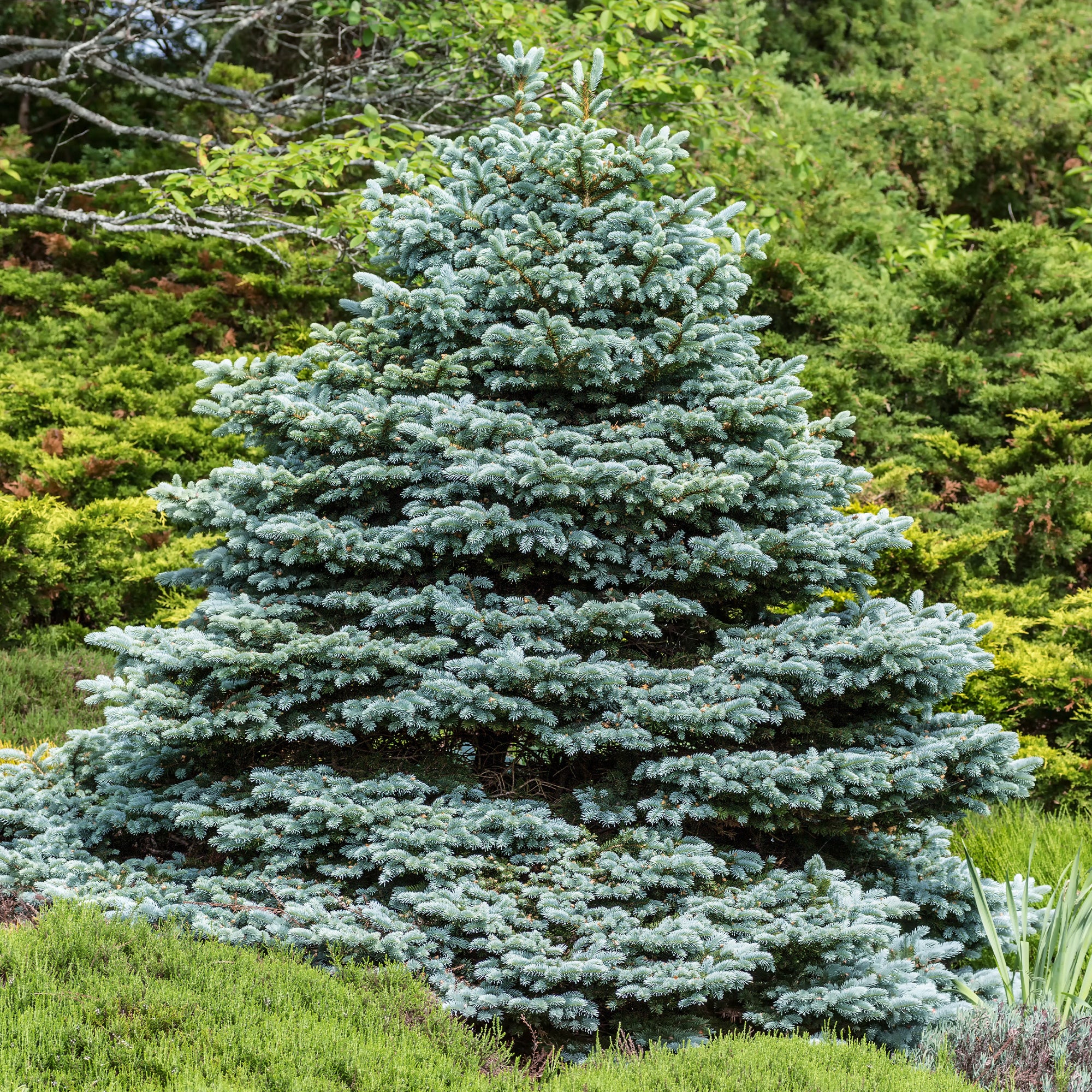 Bakker Sapin bleu Sélection conifère pot 2L 30-40cm