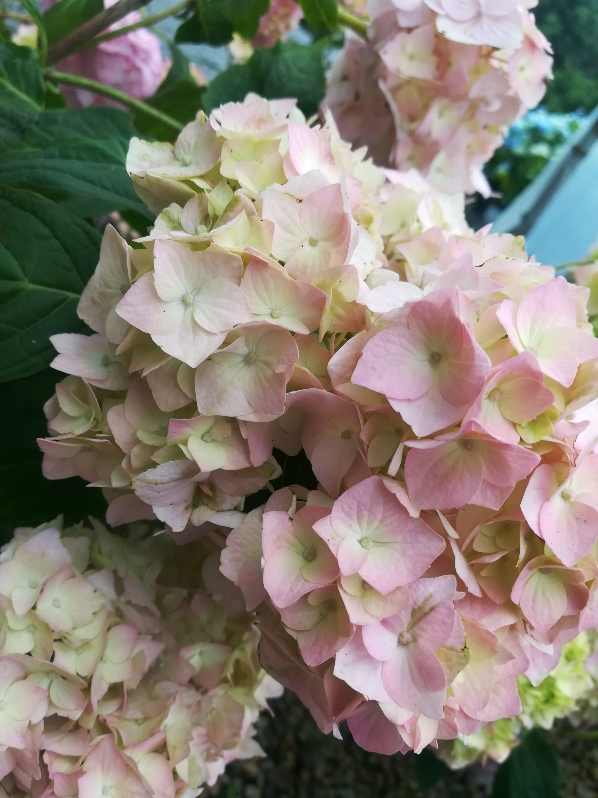 Les Hortensias du Haut Bois Shirihaki hortensia serrata blanc