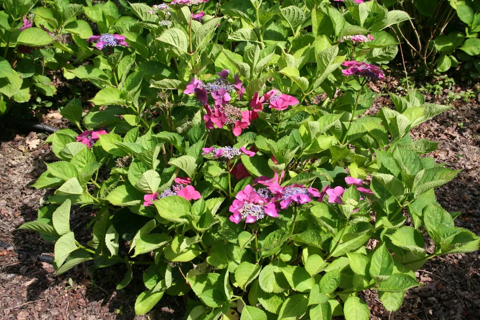 Hortensias du Haut Bois Hydrangea macrophylla Bergfink hortensia